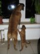 Bubbles und Nana