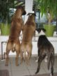 Nana, Bubbles + Ophi