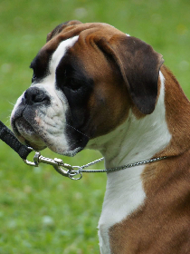Wanda