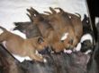 Muttis Milchbar