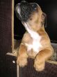 ...Cane (nicht Hans) guck in die Luft...