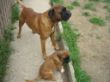 Rocky mit Carlos