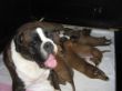 Ophelia und ihre Welpen