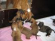 Bubbles schaut nach den Babys