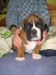 Carlos-Henry