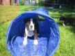 Camillo