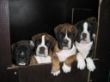 Chilli,Candy,Carlos-Henry,Camillo