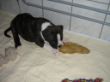 Camillo