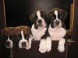 Carlos-Henry,Candy,Camillo,Chiela