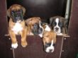 Carlos,Carlos-Henry,Candy,Chiela
