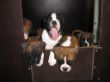 Chilli,Camillo,Candy,Carlos-Henry