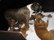 Ophelia,Bubbles und Babys
