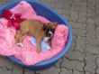 Carlos-Henry