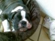 Camillo