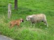 Candy mit Schaf