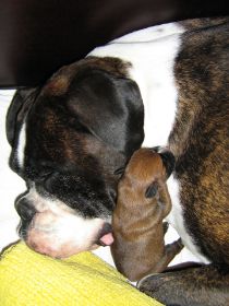 Ophelia mit Nana