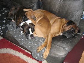 Ophelia, Nana + Rocky