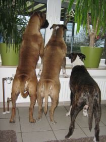 Nana, Bubbles, Ophelia