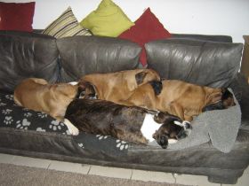 Bubbles, Nana, Ophelia, Rocky