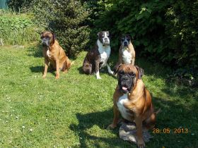 Rocky, Ophelia, Bubbles + vorne Nana