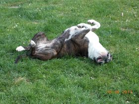 Ophelia