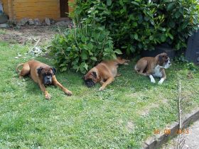 Rocky, Nana + Bubbles