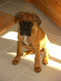 Baby Rocky