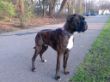 Arko