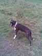 Chiela