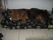 Bubbles und Bruno