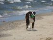 Camillo