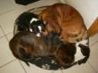 Würmchen, Rocky + Ophelia