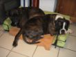 Bruno + Ophi