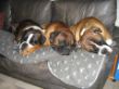 Ophelia, Rocky + Bubbles
