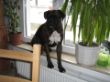 Bruno