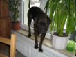 Bruno