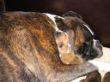 Ophelia und Bubbles