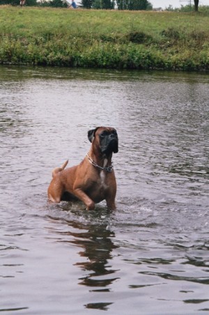 Rocky (Dax vom Raddetal)